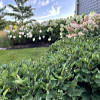 J Hassert Landscape Sample